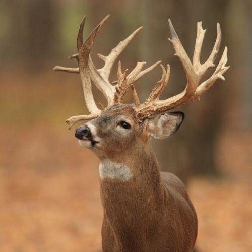 สมาชิกหมายเลข 4721076