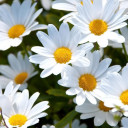 สมาชิกหมายเลข 4838818