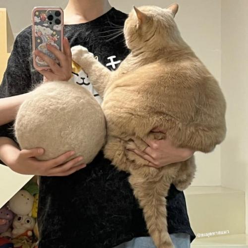 สมาชิกหมายเลข 6086365