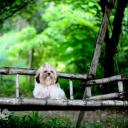 งามปะล้ำปะเหลือ