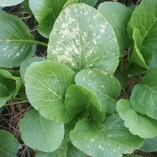 สมาชิกหมายเลข 4839239