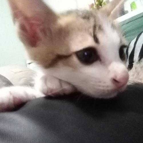 สมาชิกหมายเลข 4944877