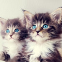 สมาชิกหมายเลข 5226053