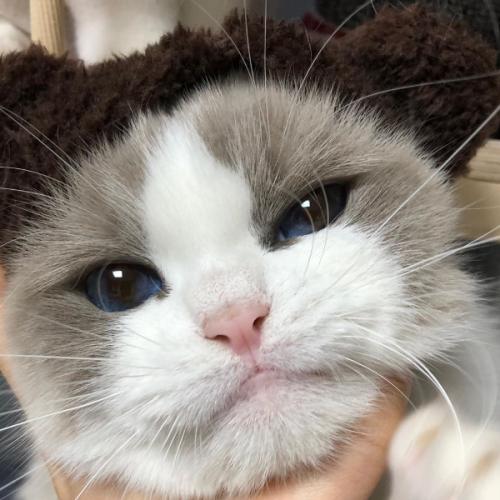 สมาชิกหมายเลข 2733635