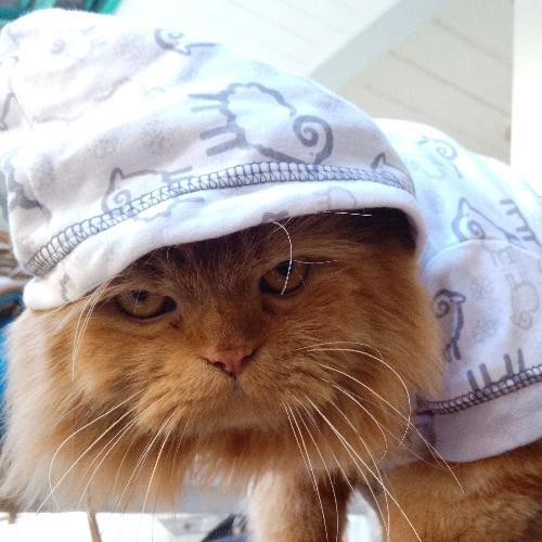 จุ้ยลุ้ย