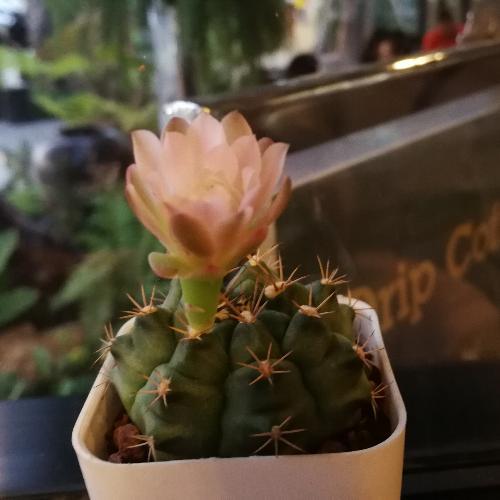 สมาชิกหมายเลข 2008621