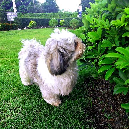 สมาชิกหมายเลข 1527201