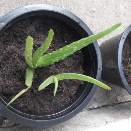 สมาชิกหมายเลข 3596538