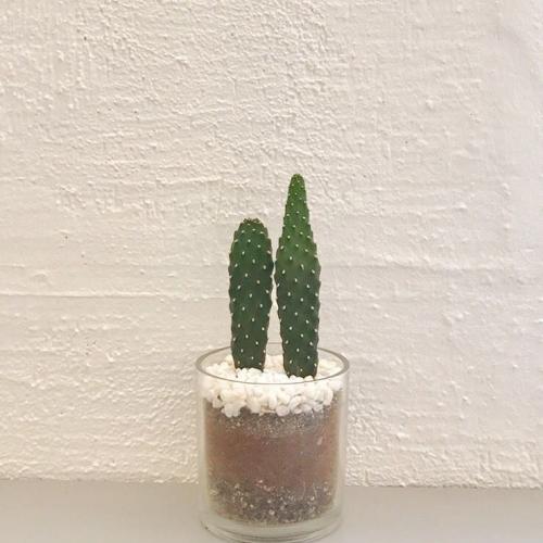 สมาชิกหมายเลข 4462409