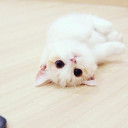 สมาชิกหมายเลข 5216128