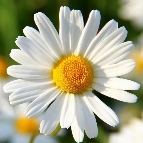 สมาชิกหมายเลข 6223255