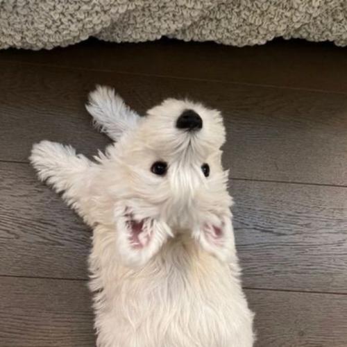 สมาชิกหมายเลข 4182884