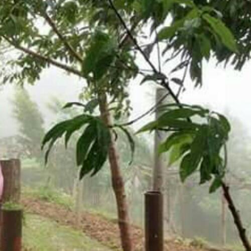 สมาชิกหมายเลข 4506132