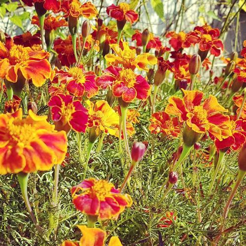 สมาชิกหมายเลข 4694300