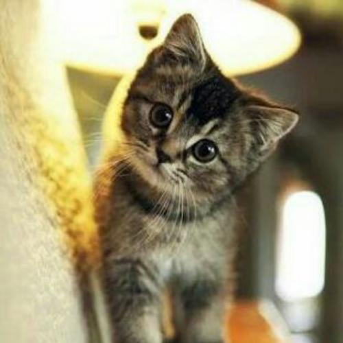 สมาชิกหมายเลข 5227601