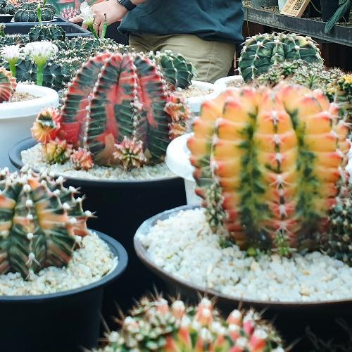 สมาชิกหมายเลข 6349137