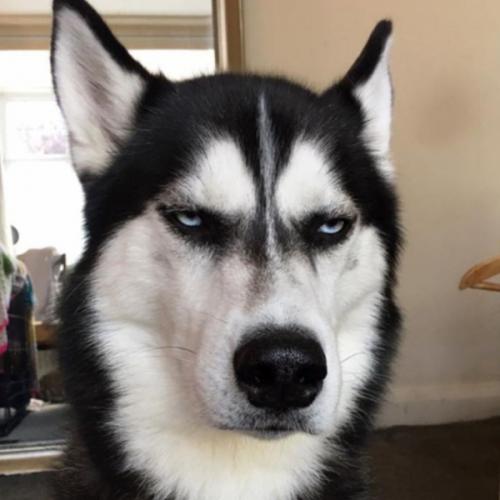 สมาชิกหมายเลข 6068416