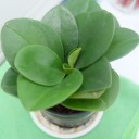 สมาชิกหมายเลข 4054266