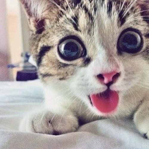 สมาชิกหมายเลข 4506746