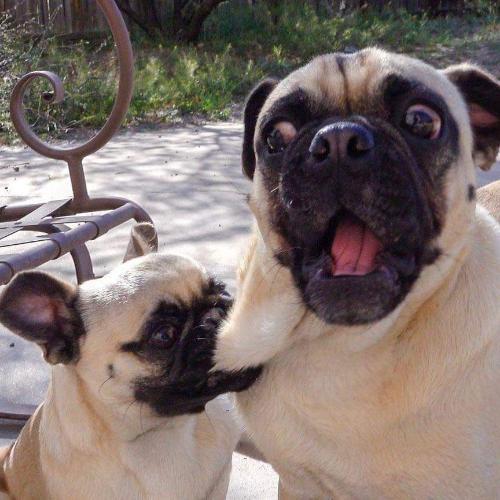 สมาชิกหมายเลข 6461767