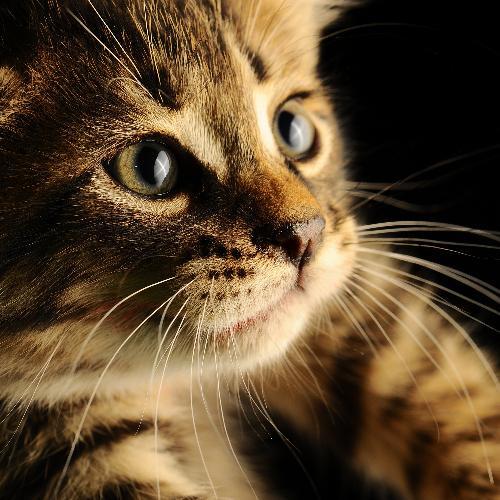 สมาชิกหมายเลข 2221300