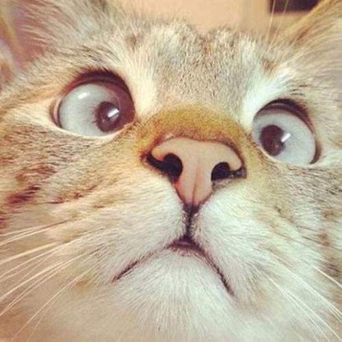 สมาชิกหมายเลข 4841706