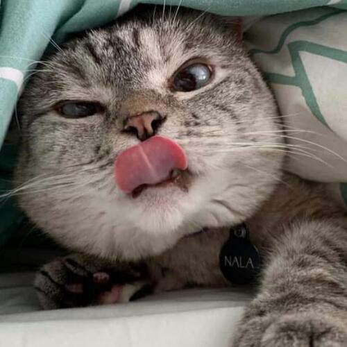 สมาชิกหมายเลข 5029432