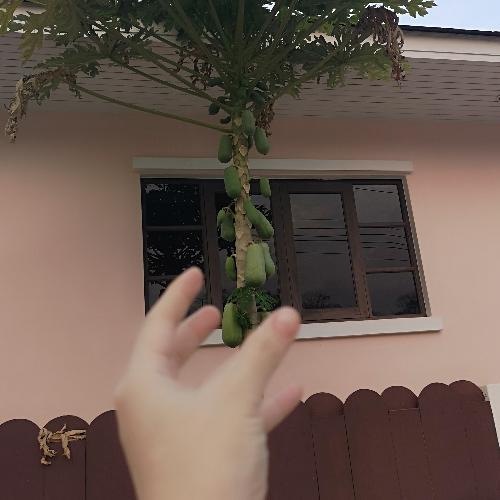 สมาชิกหมายเลข 5228725