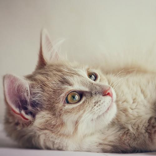 สมาชิกหมายเลข 5651047