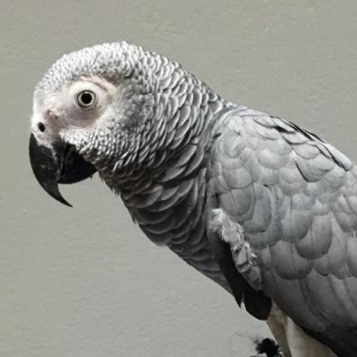 สมาชิกหมายเลข 4942280