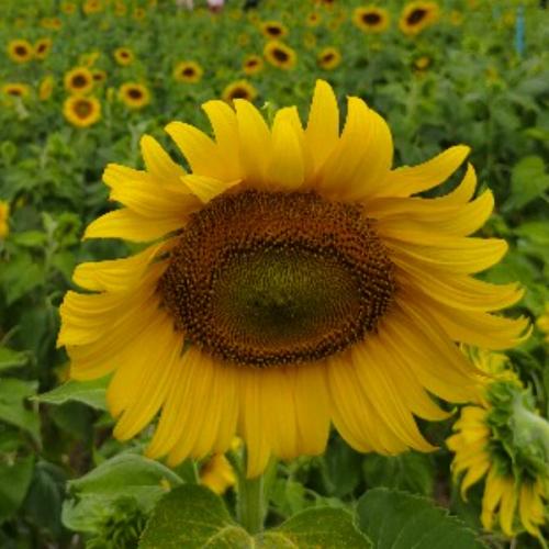 สมาชิกหมายเลข 5198082