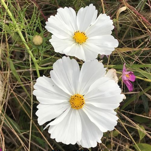 สมาชิกหมายเลข 5616777