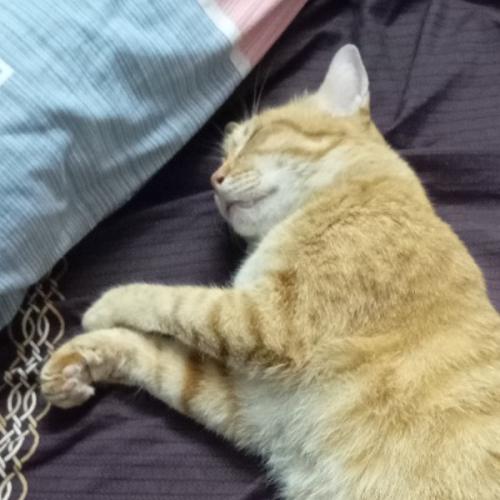 สมาชิกหมายเลข 8583729