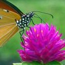 พิมพ์กานท์