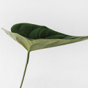 สมาชิกหมายเลข 1288487