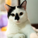 แมวหวานจมูกดำ