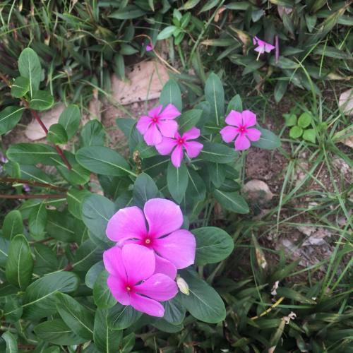 สมาชิกหมายเลข 5225471