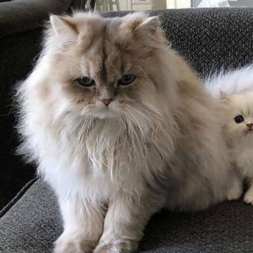 สมาชิกหมายเลข 1836805