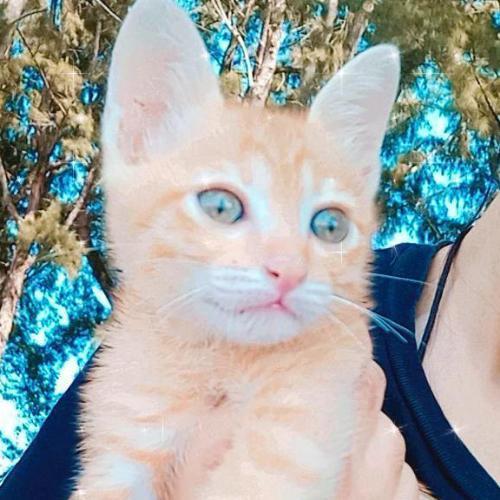 สมาชิกหมายเลข 6880234