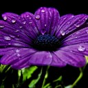 สมาชิกหมายเลข 4056603