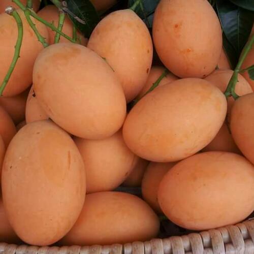 สมาชิกหมายเลข 4832300