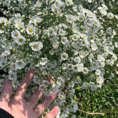 สมาชิกหมายเลข 6879711