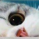 สมาชิกหมายเลข 4057288