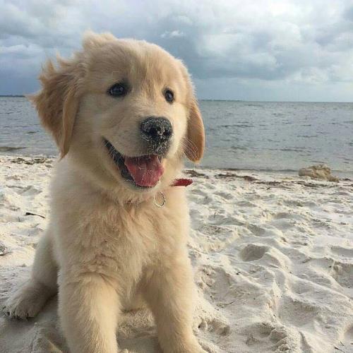 สมาชิกหมายเลข 4498739