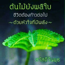 ต้นไม้และใบหญ้า