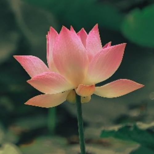 สมาชิกหมายเลข 1464081