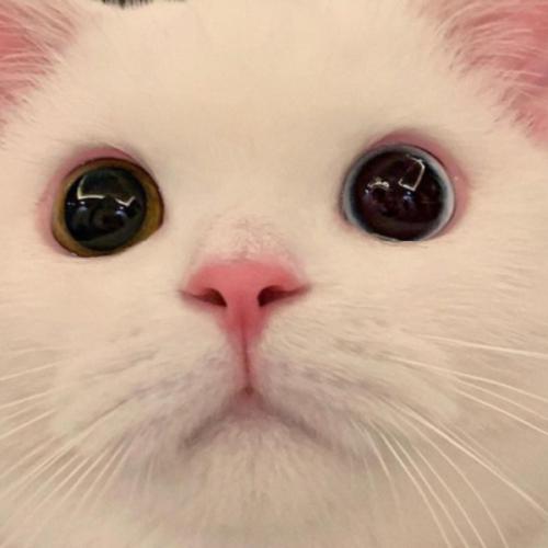 สมาชิกหมายเลข 2627240