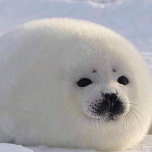 สมาชิกหมายเลข 6229674