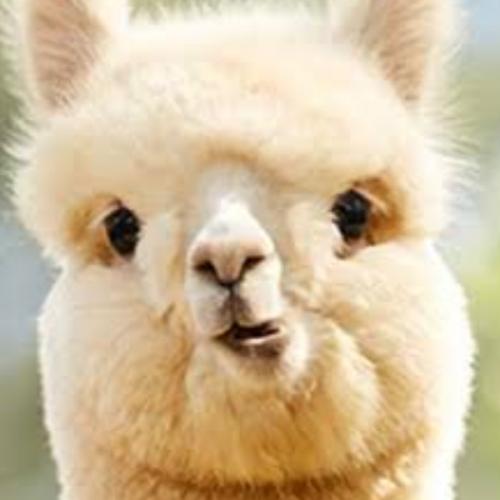 สมาชิกหมายเลข 881480