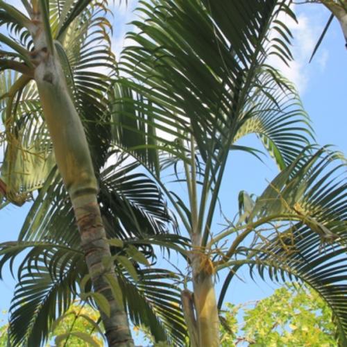 สมาชิกหมายเลข 6881462